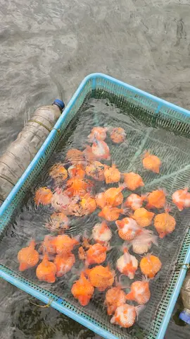 eh eh bulan puasa bukannya kurus malah nambah gemuk gimana ini😅😂  #fypシ #xyzbca #goldfish #cute #ikanhias #maskoki #gemoy #finkoi #tulungagung #goldfishclub #lucu 