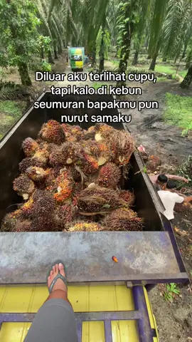 BNN(bagian nengok-nengok) 🌴#anakpetanisawit #sawitsumatra #sawitsumatraindonesia🌴🌴🌴 #bossawit🌴 #masukberanda #4u #xyzbca #sawitriau #bismillahrame #fyp #foryoupage#lewatberanda 