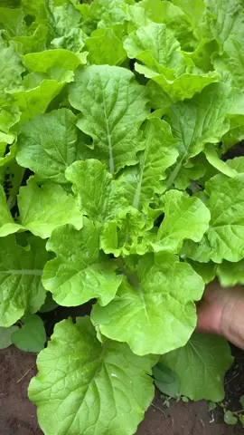 Hôm nào hái rau mà không biết làm món gì thì mình cứ đem luộc thôi 😁#vuoncuaphuy #vuonrautainha #gardening #harvest #thuhoach #rurallife #vegetables #trongrausach 