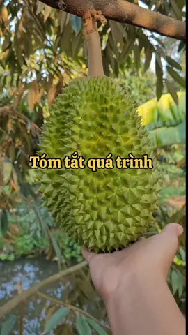 Quá trình cho trái của Sầu Riêng Musaking. #xuhuong #trongsaurieng #musaking #durian 