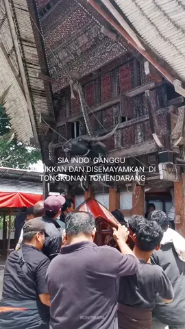 Sia Indo' Ganggu/ Nenek Ririn tiba di Tomendarang, Marante La'bo dan disemayamkan di Tongkonan Tomendarang yakni Tongkonan paling Timur. Selanjutnya dilaksanakan Aluk Pia dan beberapa hari kemudian  akan dipindahkan ke Tongkonan Sura' Palo Buntu di Bokin #adattoraja #kapessquad #fyp #torajaculture #rambusolo #latepost 