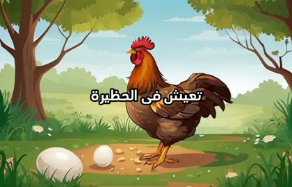 دجاجتى الكبيرة تعيش فى الحظيرة #fyp #fypシ #viral #kidsoftiktok #طيور_الجنة #طيور_بيبي #اطفال #اطفال_التيك_توك #دجاجتي_الكبيره_تعيشو_في_الحاضيره🤡🤝 