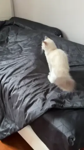 help #fyp #foryou #cat #catsoftiktok 