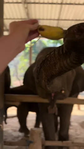 Sneek peak of bankok and chiang mai 😍 #holiday #thailand #thailandtiktok #bangkok #chiangmai #elephants 