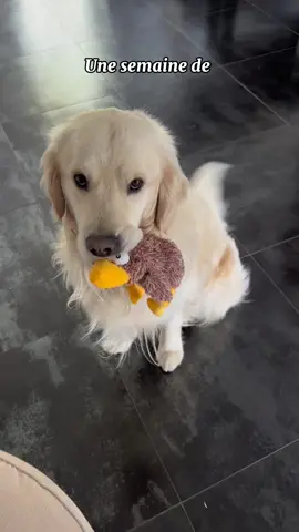 La boite a meuh😭 #goldenretriever #fyp #foryou #pourtoi 