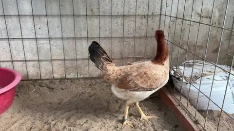 Tiếp tục vào sản xuất #damegada #gaviet #đammegada🐓🐔🥰🤝 #gadabentre 