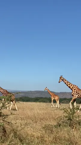 A Journey of the Rothschild Giraffes at Lake Nakuru National Park.#giraffe #park #touri #kenyantiktok #tourist #touristattraction #americasfavouritepetcontest #animalplanet #nature #natgeo #mustwatch #trendinginamerica 