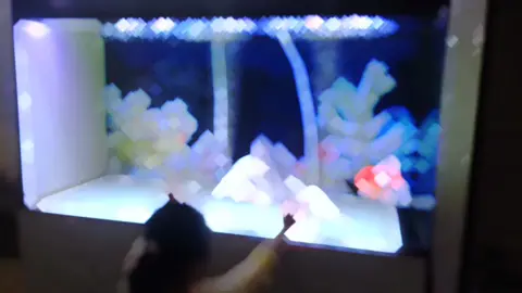 đam mê nho nhỏ 🍀 #cacanh #chepsutu #chepphitan 