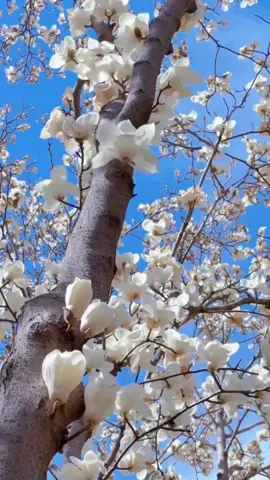 What  a beautiful spring🌺🌸🌷🌹💐#scenery #TikTok #fyg 😀♥️♥️♥️