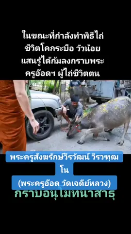 #พระครูอ๊อดวัดเจดีย์หลวงเชียงใหม่ #เมตตา #พุทธศาสนา #ไถ่ชีวิตโคกระบือ #พระพุทธเจ้า 