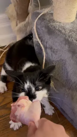 I should have known better than to cook in my own home smh #fyp #catdistributionsystem #catsoftiktok #crazycats #foodthief 