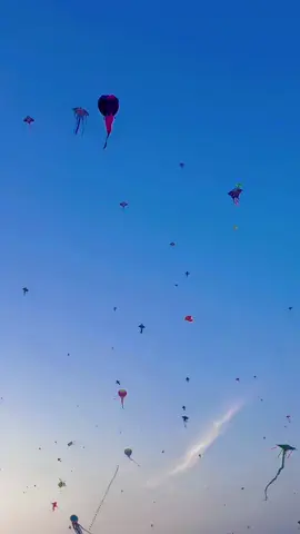 Cánh đồng diều 🥰🥰🥰#xuhuongtiktok #vuivemoingay❤️ #bếntre71 ❤️❤️