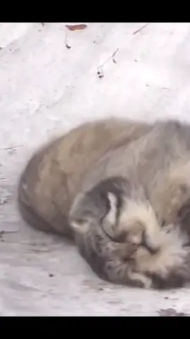 Pallas Cat is fantasizing about how fast he is #zoon #cat #pet #otocolobusmanul #pallascat #兔狲 