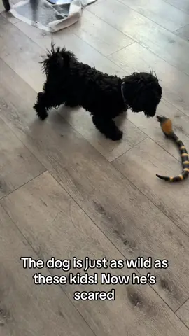 Now he wants to be a scary dog but we chasing us all day #millennialsoftiktok #reallifestyle #reallifemom #blackpeoplewithpets #millennialmom #babyofthefamily #dogvssnake 