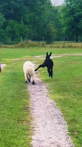Cash is discovering his kicks and he wants everyone to see what he is capable of!He cracks us up, every time he runs by an animals he gives them the side kick😂#babydonkey #farmlife #animallove #cashthedonkey #farmtok 