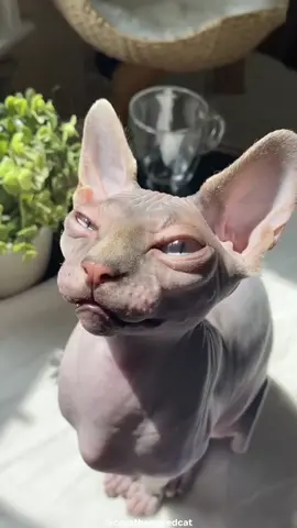 Let's talk about the Sphynx 🐈‍⬛ The hairless cat! #sphynx #cat #cute #cute 