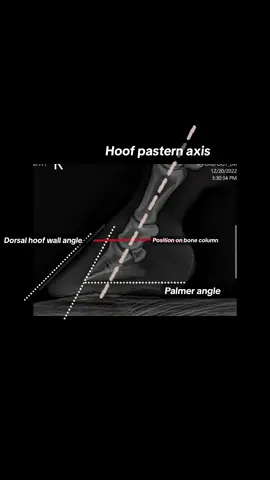 Hope this is of value, if so leave a comment and ill do more, i have an email list as long as my arm of these!! 😝 #forfarriersbyfarriers #fyp #fypシ #foryou #fypage #farriersoftiktok #LearnOnTikTok #farrier #equestrian #horse #viral 