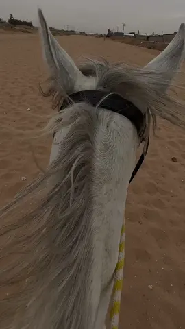 🤍🤍 #خيل #خيل_عربي_اصيل #fyp #اكسبلور #خيال #pov #الرياض 