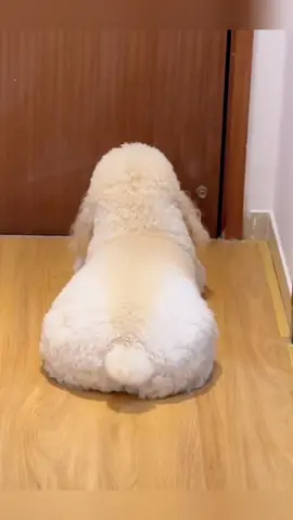 It squats at the door every day waiting for its father to get off work🤣#pet #fyp #funnyvideos #dog #cutedog #dogs #dogsoftiktok 