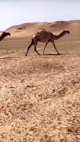 #البل #ماشاءالله #capcut #tiktok #viral 