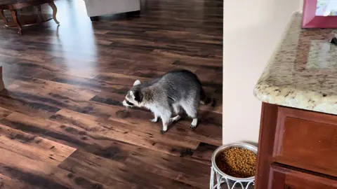 Roscoe isn’t sure about thew homeless puppy, but it is going well #raccoons #raccoon #trashpanda #raccoonvsdog #dogvsraccoon #homelesspets #rescuepets #stpatricksday 