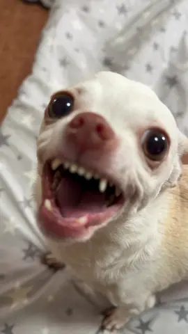 What she trying to say??(היא אמרה שאני הכי חתיך בעולם) #fyp #chihuahua #nikiozeri #mreviatar #angrydog #dog #kuchikuchi #niki 