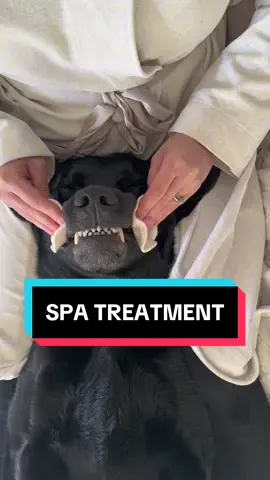 Mom made me a spa-room 😇     #dogs #dogsofinstagram #labrador #massage #cute #labsofinsta #spa