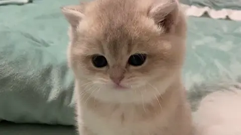 So cute.😊#kitten #cutecat #pets #fyp 