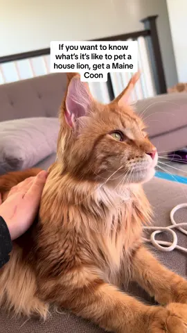 #mainecoon #catsoftiktok #cattok #lion #cat #mainecoonlovers #foryou #fyp 
