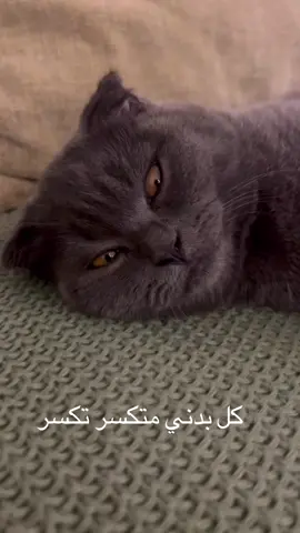 #كل_بدنيا_متكسر_تكسر #خمول #تعب #رمضان #جوع #نوع #catsoftiktok #snooringcats #foryoupage 