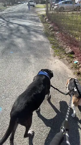 All pet owners need to know about this… #pet #petowner #PetsOfTikTok #lifehacks #tiktokmademebuyit #tiktokmademebuythis #fyp #fypツ #foryou 