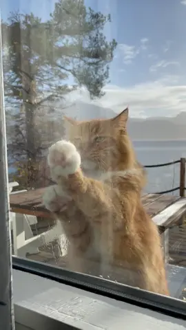 It’s not hard to know when he wants to come inside😹 #thesound! 📢📢 #cat #orangecat #gingercat #outsidecat #catsoftiktok #norway #funnycat #cutecat #neko #cute #cuteanimals 
