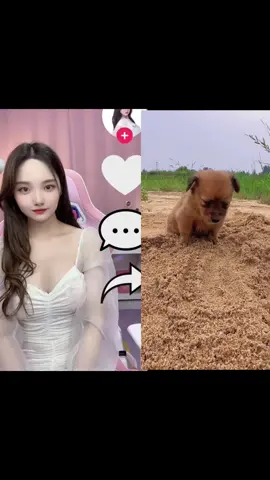 #duet with @DOG #dog🐶 