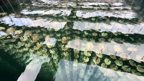 good morning guys yan ang tanim naming talaba #oysterboy #kapitantutan #ofwjapan🇵🇭🎌 