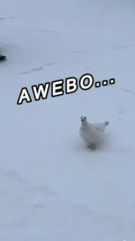 Paloma Artica dice Ahuevo durante 7 segundos #Humor #risa #youtube #mexico #Viral #trending #Ahuevo #Animales