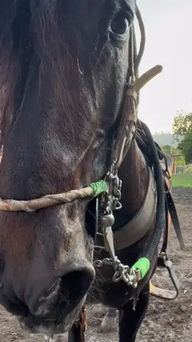 Después del entrenamiento #milagrodelatormenta #trochaygalope #fypシ゚viral #fyp #caballos #potroenproceso #trochapuracolombiana #dios #sudor #caballo #cansado 