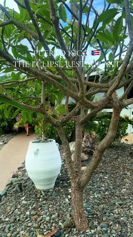 Este restaurant en Puerto Rico es hermoso y rico para disfrutar en pareja 🇵🇷❤️ #puertorico🇵🇷 #puertorico #isabelapuertorico🇵🇷 #isabelapuertorico🇵🇷 #puertoricotiktok #puertoricotravel #restaurant #restaurante #restauranttiktok #prtrip #viajestiktok #turismo #puertoricotiktok #puertoricanfood #puertoricotiktok🇵🇷 
