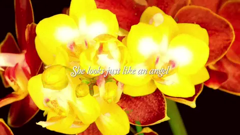 how can she be so pretty 🫧 || #lovesongonstheradio #flowers #wlw #song #typographyedit #edit #dedicar 
