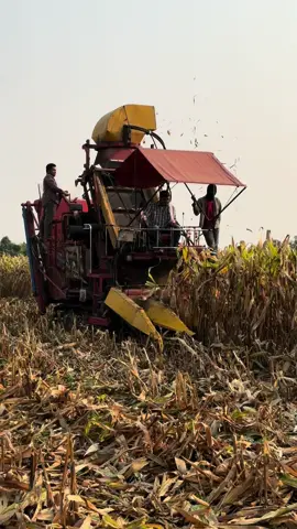 ลงทุนก่อนรวยก่อนใคร🌽 #รถเก็บเกี่ยวข้าวโพดชนิดฝัก #สินค้าใหม่  จ้าวช้างไวไฟ #มืออาชีพมั่นใจ #คล่องคุ้มง่ายไม่จุกจิก 