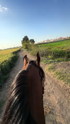 مشوار باختيار صخر الغالي#خيل_وخياله🐎 #طاقة_ايجابية #خيول_عربية_اصيلة #تدريب #تحفيز #خيل #ذكريات #رمضان_كريم #اكسبلوررررر #رياضة #فروسية 