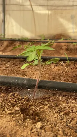 My tomato in day 16 #agriculturetiktok #tomato #irrigation #dripirrigation 