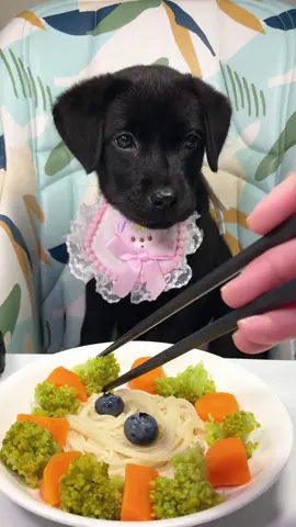#labrador #Foodie #pets #cute 