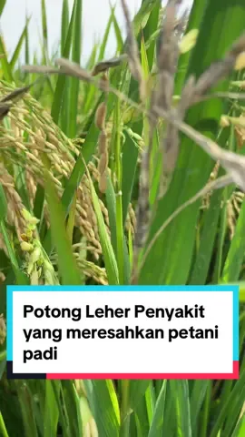 Penyakit potong leher padi #tanipedia #petani #petanimilenial #petanimuda #petanimudasukses #padi #mastani #petanipadi #petanimilenialindonesia #tanipediaid 
