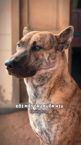 Bé vện 💛#71bentre #xuhuong2024 #capcut #chó_cưng 