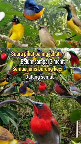 suara pikat burcil paling jahat #viral #fyp #pengikut #suarapikatburungkecil #suarapikatburungampuh 