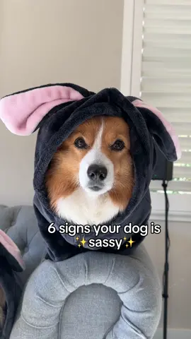Sassy queen💅ib @Treacle #sassydog #dogsoftiktok #corgi 