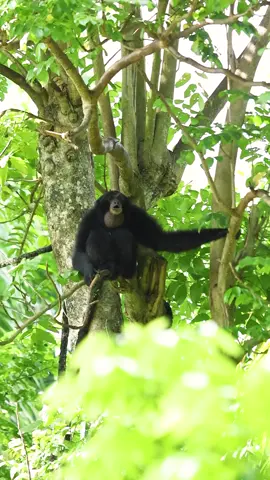 Konser pagi siamang bukan hanya sekedar aktivitas biasa, tapi juga cara mereka ‘berkomunikasi’ 🤫Suara mereka menandakan wilayah, membantu mencari pasangan, serta menjalin hubungan dengan kelompoknya 🍃 🥰 #BaliZoo #ExploreBaliZoo #AnimalFact #Siamang #gibbon #animalsoftiktok  