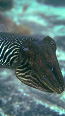 SEPIA 🦑🦓 CUTTLEFISH • modo zebra! Un encuentro increíble con esta sepia cambiando de color. Ellas tienen células pigmentadas en la piel llamadas cromatóforos que les permiten cambiar de color y forma, utilizándolos para camuflarse e hipnotizar a sus presas. En este caso, nos encontramos con uno y lo grabamos, se fue muy rápido y al minuto volvieron 2 sepias de zebra. Este patrón lo usan los machos para enfrentarse a sus rivales (nosotros). Si su cara también cambia de color significa que peleará, sino es solo una advertencia ⚠️ La pelea no pasó a mayores jaja Buceos increíbles en Tenerife trabajando junto a Deep Ocean Divers, Tenerife #paditv #uwvideographer #uwvideo #cuttlefish #sepia #camouflage #camouflageanimals #animalencounter #ocean #oceanlover #uwphotography #uwphoto #divemag #tenerifedive #scuba #scubadiving #scubalife #scubaphoto #uwmacro #underwaterphotography #underwaterlife #tenerife #scubadiverslife #diveinstructorlife @PADI 