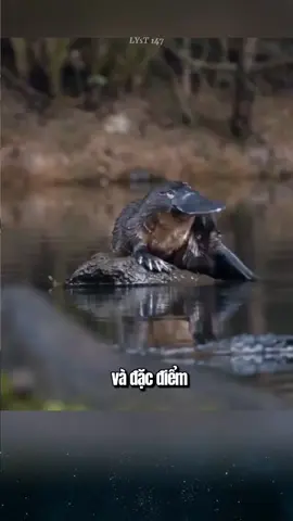 Top 3 loài vật kỳ lạ, và khó tin nhất trái đất mà có thể bạn chưa biết.#độngvật #thúvị #linh_dương_saiga #kiwi #thú_mỏ_vịt 