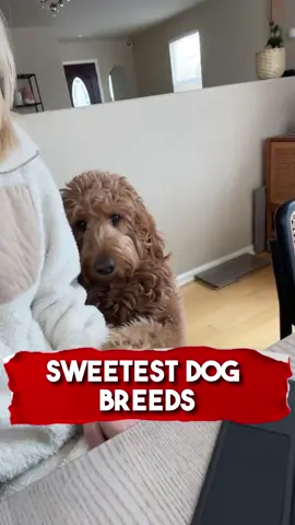Sweetest Dog Breeds 🥰 🐕 #animals #animalsoftiktok #fyp #dogsoftiktok #dog #goldendoodle #goldenretriever #labrador #richyvidz 